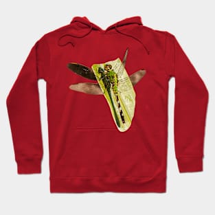 Dragonfly on a leaf Hoodie